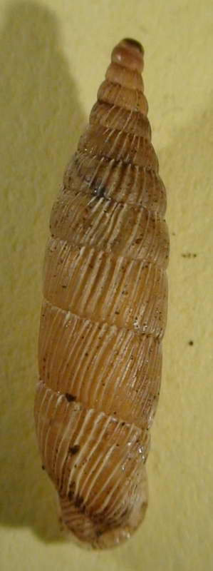 Variazione intraspecifica in Siciliaria gibbula